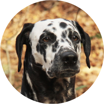 DalmatinerDB Logo