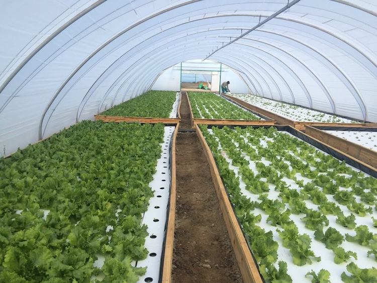 Rows of lettuce grows inside a tunnel
