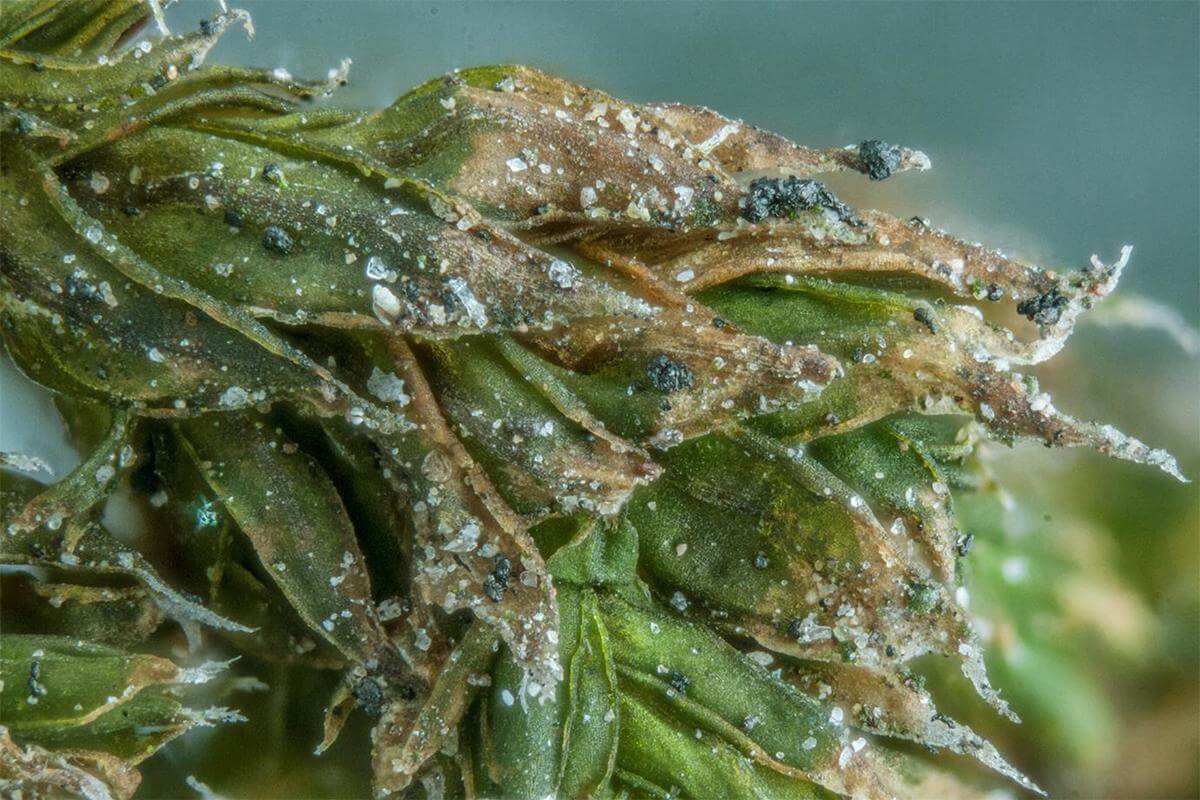 A close-up image of moss filtering dust.
