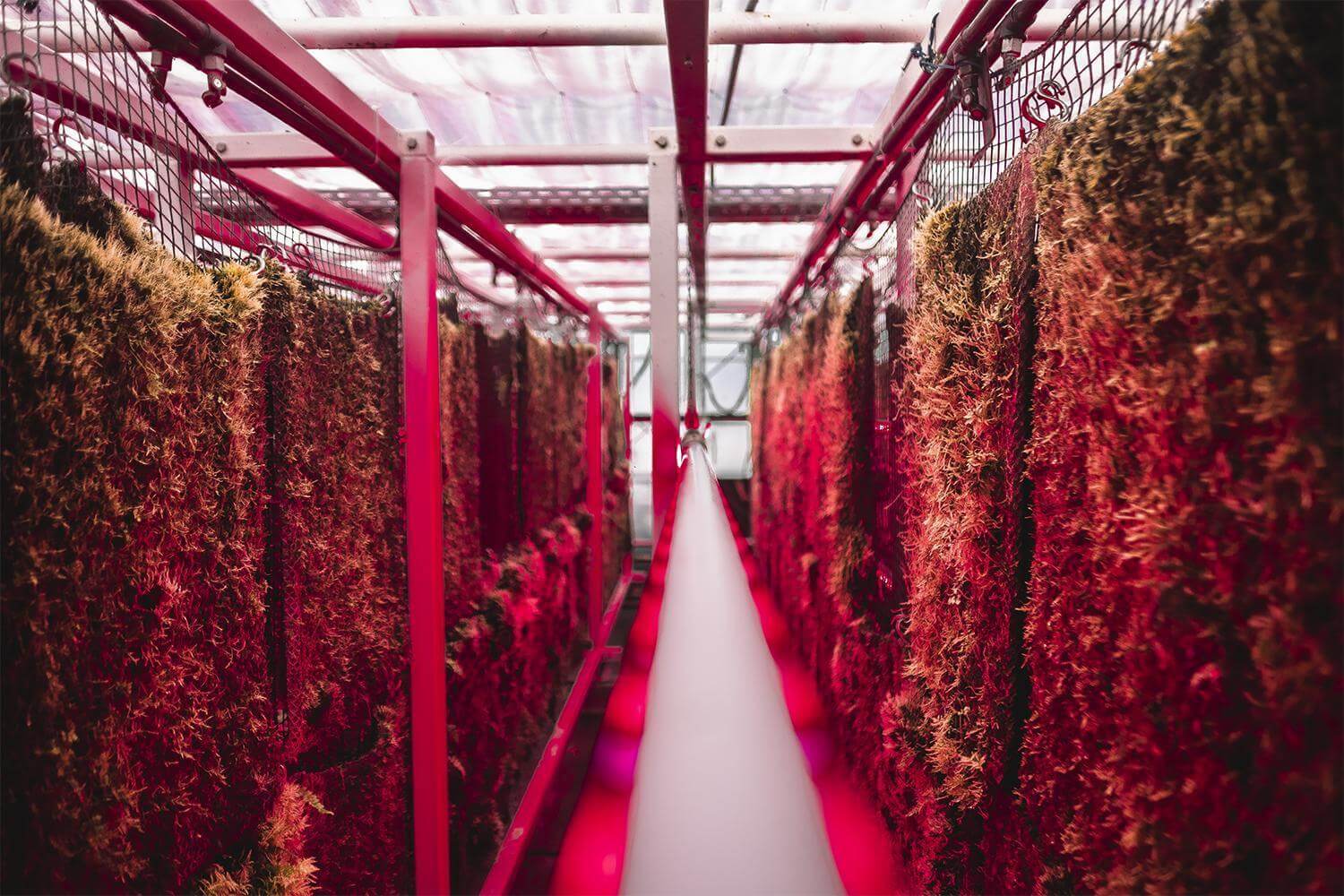 *Moss growing vertically at the moss farm of Green City Solutions near Berlin. Whenever natural solar radiation is low, red plant lights are used to optimize growth.*